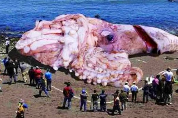 Kraken зеркало стор