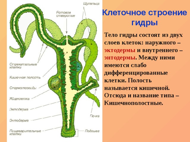 Оригинальные ссылки кракена