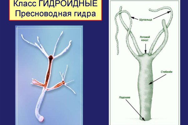 Картинка кракен маркетплейс